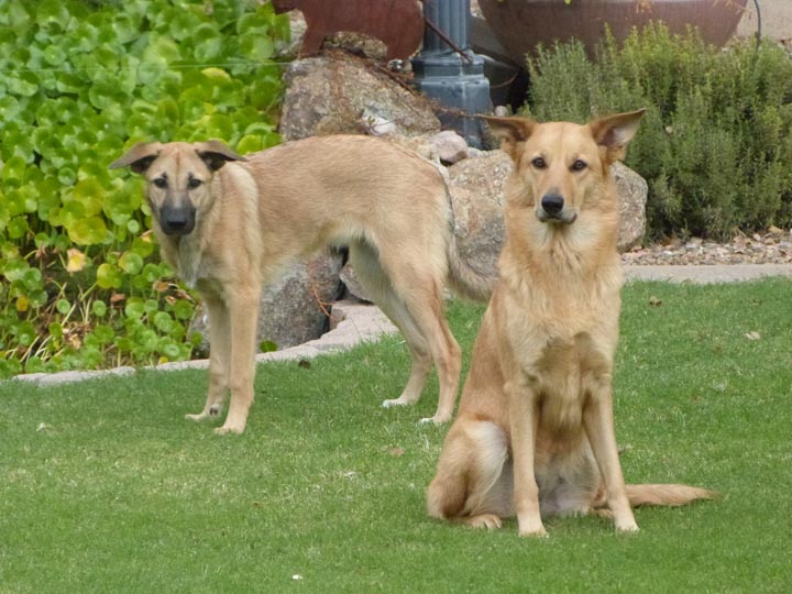 chinook dog